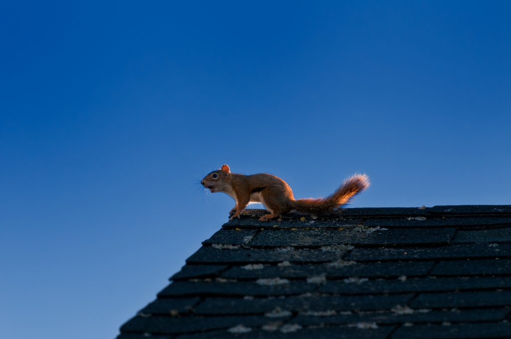 Greensboro Squirrel Removal